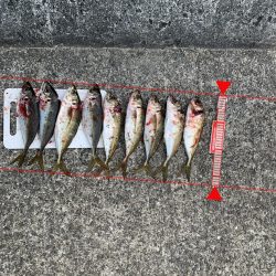 求めていたアジング